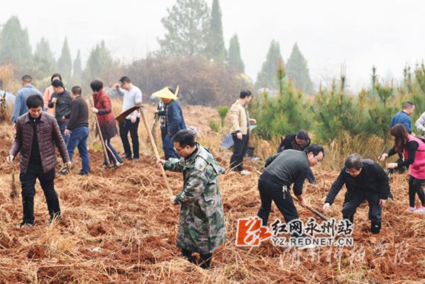 2026世界杯官方合作网站老师们热火朝天地挥锄种金槐