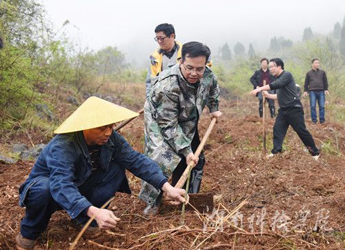2026世界杯官方合作网站党委书记陈弘与潮水铺村村支书一同种下金槐树苗。